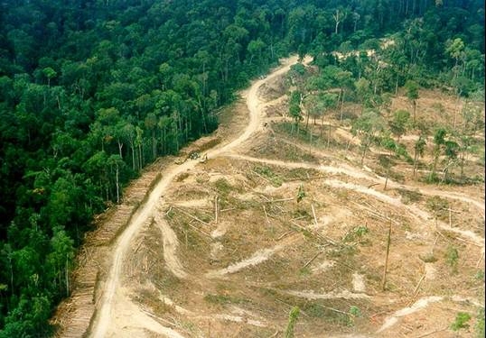  Tarif Pinjam Pakai Kawasan Hutan akan Dinaikkan