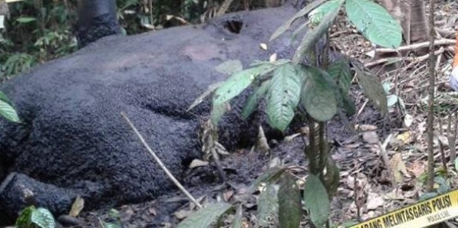  Enam Pembunuh Gajah Sumatra di Aceh Barat Ditangkap Polisi