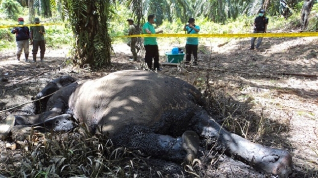  Gajah Ditemukan Mati di Aceh Barat, Kepala dan Gading Hilang