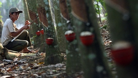  Krisis Politik Thailand, Rugikan Petani Karet Indonesia
