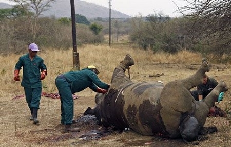  Seludupkan Cula Badak dan Gading Gajah, Pedagang Asal Cina Didenda 6 Tahun Penjara