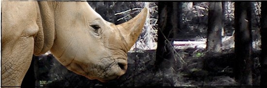  Indonesia Terancam Kehilangan Badak Jawa dan Sumatra