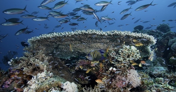  Hasil Riset Beberapa Ilmuan Dunia Ungkap Ketergantungan Masyarakat pada Coral