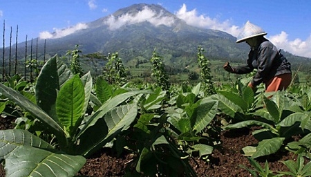  Hadapi Anomali Cuaca, Petani Jember Tetap Tanam Tembakau