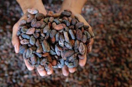 Petani Keluhkan Penerapan SNI pada Biji Kakao
