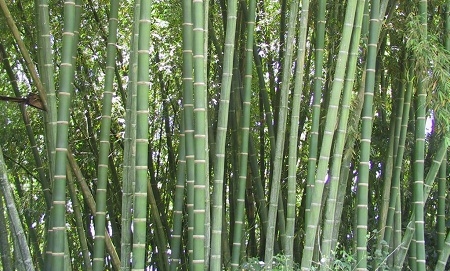 IPCC: Bambu dan Rotan “Peluang Besar” Mitigasi dan Adaptasi Perubahan Iklim