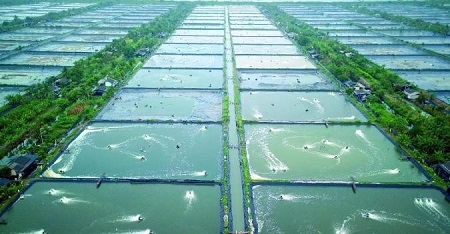  KKP Kembangkan Model Tambak Udang ‘Eco-Culture Vaname Estate’