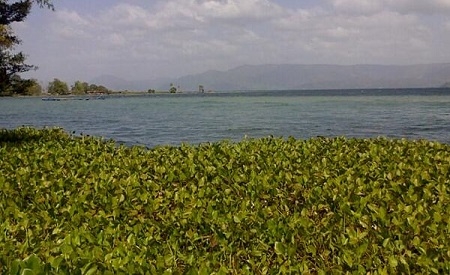  Pertumbuhan Eceng Gondok Cemari Danau Toba