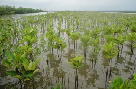  Pulihkan Lahan Bekas Tambang, Polres Bangka Tanam 800 Bibit Mangrove