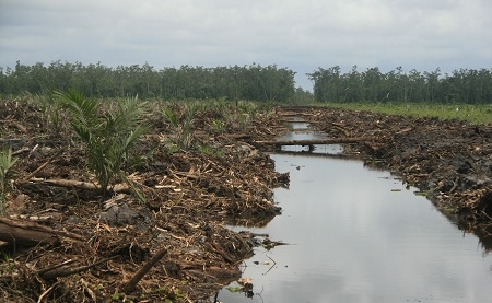  Pendekatan Prospektif Bedah si Unik “Gambut”