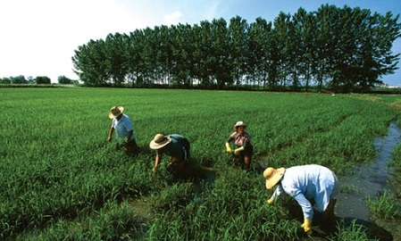  Hadapi Fenomena El-Nino, Kementan Siapkan Tiga Langkah