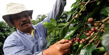  Akbiat El Nino, Produksi Perkebunan Turun Hingga 15%