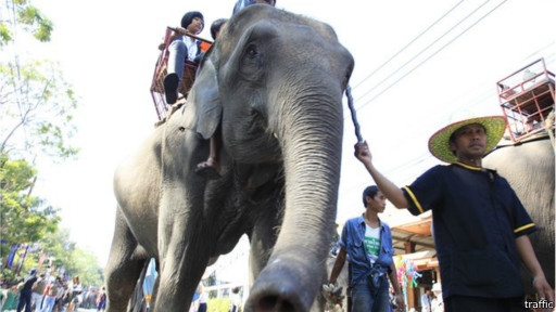  Gajah di Myanmar dalam Kondisi Memprihatinkan