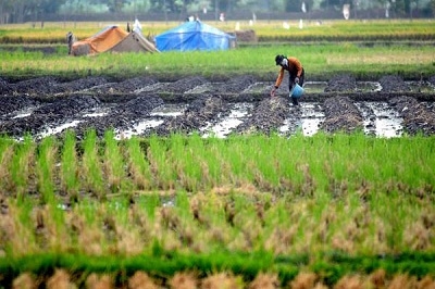  Usaha Pertanian Rumah Tangga Di Lampung Meningkat