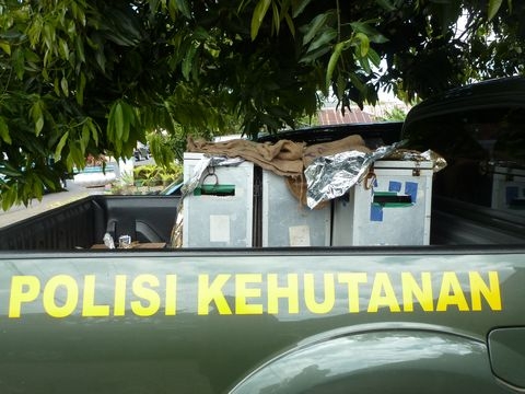  BKSDA Aceh Selamatkan Satwa dilindungi Yang Di Pelihara Warga