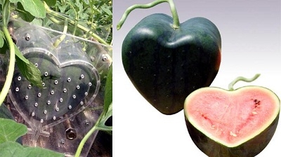  Populer Dan Pertama Di Dunia, Buah Semangka Berbentuk Hati