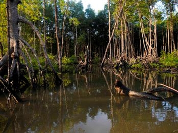  Mangrove di Sungai Somber, Balikpapan Akan Diusut