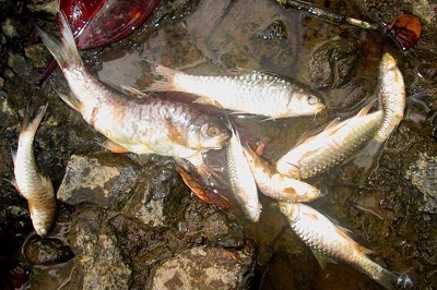  Misterius Kematian Ikan Kerling di Sungai Tangse dan Gempang, Pidie Aceh