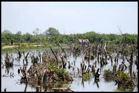  40% Hutan Mangrove di Bagian Barat Indonesia Alami Degradasi