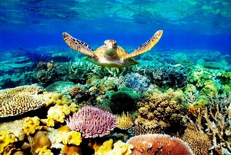  Pemerintah Australia Terbitkan Perlindungan Great Barrier Reef
