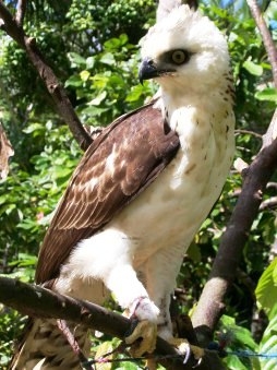 Lore Lindu Tampung 265 Jenis Burung