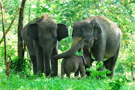  Dipastikan, Populasi Gajah Sumatera Akan Punah