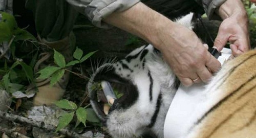  Harimau Siberia Telah Sampai di Cina