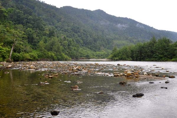  Multi-Stakeholder Dorong Percepatan Hutan Adat