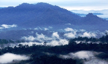  Definisikanlah ‘hutan’ Sebelum Menentukan Masa Depan Hutan