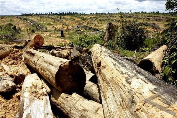  Dishut Sulsel klaim, Kasus Illegal Logging Sulsel Menurun