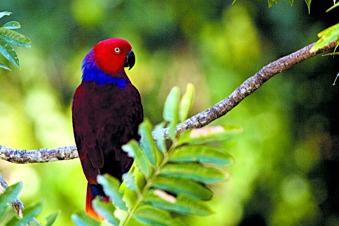  Jenis Burung Endemik Indonesia, Terkaya Sejagat
