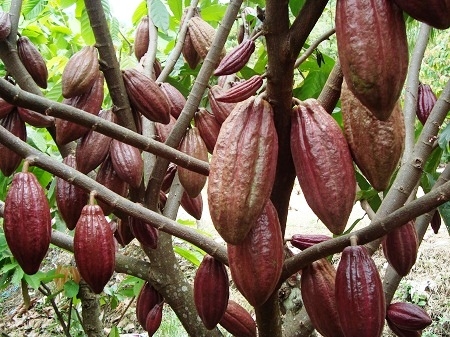  Buah Kakao Cegah Penurunan Memori Manusia
