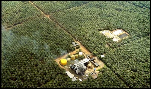  BP REDD+: Kondisi Hutan Kalteng Memprihatinkan