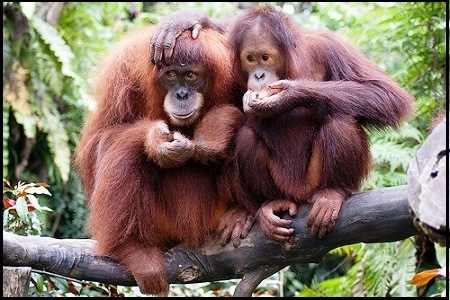  Impian Baru Orangutan di Masa Depan