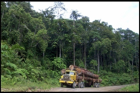  Perlu 30 Tahun untuk Pulihkan Biomassa Karbon Hutan Bekas Tebangan