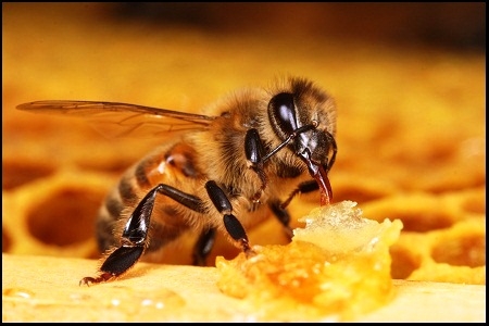  Peneliti: Indonesia Punya Potensi Besar Dibidang Perlebahan