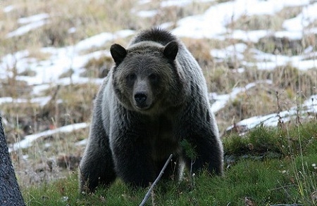  Efek Perubahan Iklim, Beruang Grizzly Bangun Lebih Awal