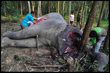  Anggota Perbakin Riau Diringkus Polisi Karena Perburuan Gajah