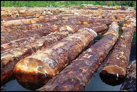  Penggunaan Kayu Indonesia Melibihi Batas Pasokan yang Ditetapkan