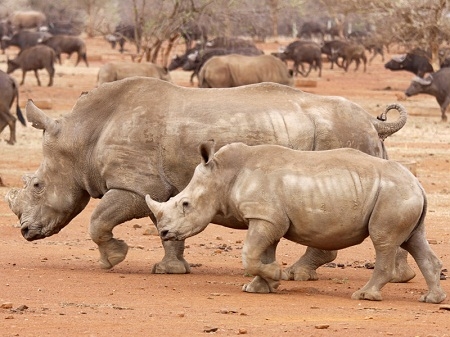  2014 Tahun Terburuk Badak Afrika Selatan