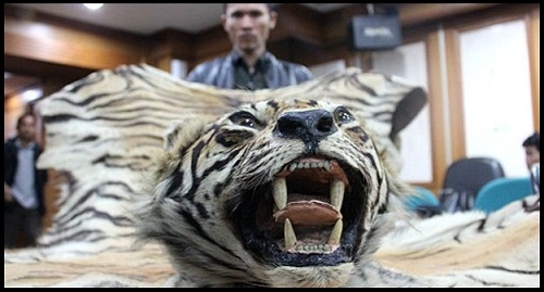  WWF: Pemerintah Tak Sigap Atasi Turunnya Populasi Harimau Sumatera