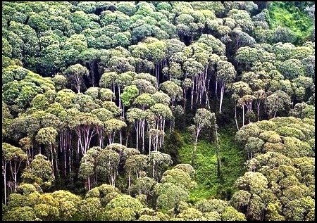  Nasib Hutan Seluas 42,8 Juta Ha Berada di Tangan Presiden Jokowi