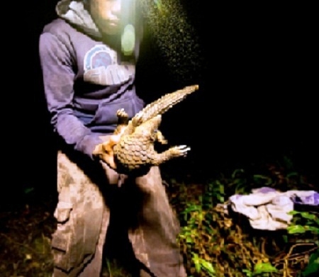  Trenggiling Diambang Kepunahan Akibat Perburuan Secara Ilegal