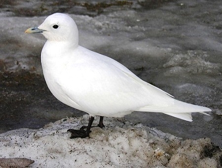  Polutan Beracun, Ancam Keberadaan Burung Arktik