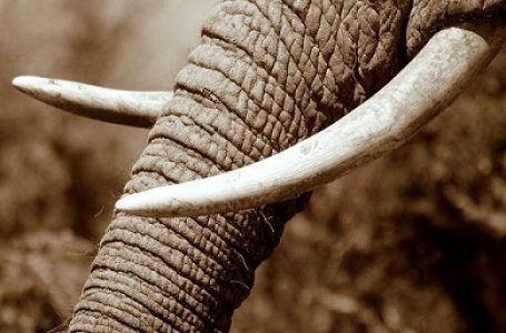 Rumah Lelang di Kanada Didenda Karena Menjual Gading Gajah