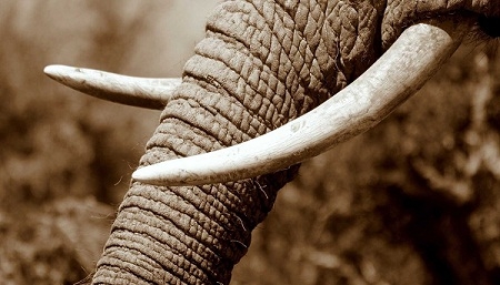  Rumah Lelang di Kanada Didenda Karena Menjual Gading Gajah