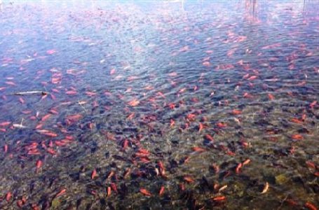 Ikan Mas Serbu dan Ganggu Ekosistem Danau Boulder, Amerika Serikat
