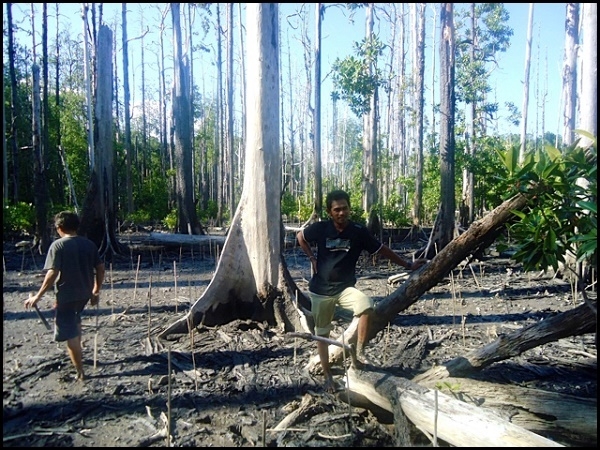  Masyarakat Desa Deaga Buat Perdes Lindungi Hutan Mangrove