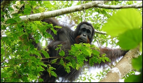  COP Membuka Beasiswa Sekolah Konservasi Orangutan