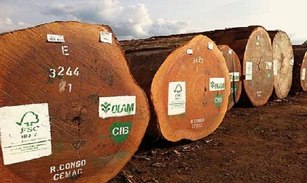  Deregulasi Aturan Berikan Celah Kayu Ilegal